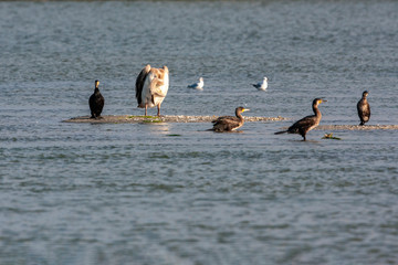 Great White Pelican, (Pelecanus onocrotalus) in its natural habitat.