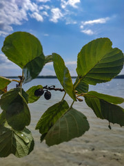 leaf from a tree on a background of water