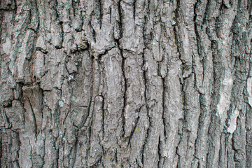 Old natural wooden rugged background close up, texture of bark wood. Tree trunk natural background