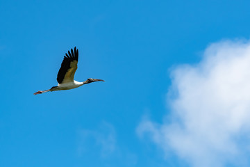 Wood stork flying overhead at Harris Neck wildlife refuge in coastal Georgia.