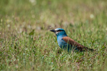 European Roller, (Coracias garrulus) in a natural habitat.
