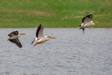 Great White Pelican, (Pelecanus onocrotalus) in its natural habitat.