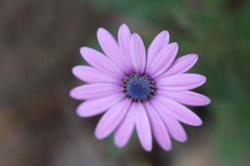 close up of a pink flower