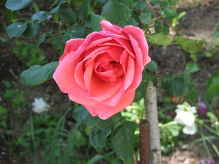 Red wild rose flower in the garden during flowering. Rosa canina.
