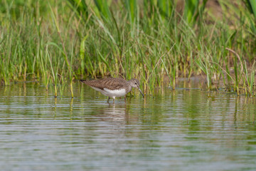 Green Sandpiper, (Tringa ochropus) in its natural habitat.