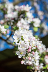 Apple tree (Malus domestica) blossoms