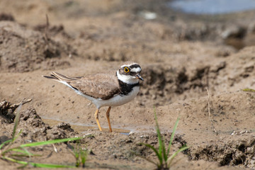 Common Ringed Plover, (Charadrius) in a natural habitat.