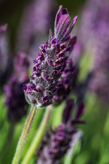 French lavender (Lavandula stoechas)