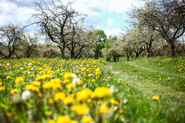 blooming apple garden,romantic spring background