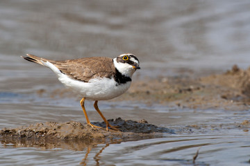 Common Ringed Plover, (Charadrius) in a natural habitat.
