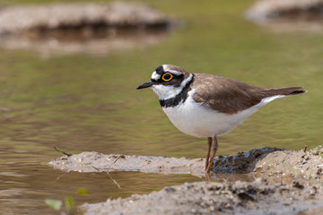 Common Ringed Plover, (Charadrius) in a natural habitat.