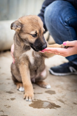 A homeless puppy of a large dog in the caring hands of a man.