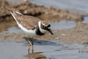 Common Ringed Plover, (Charadrius) in a natural habitat.