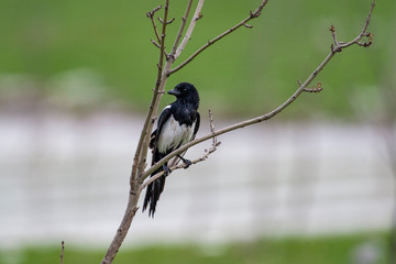 Eurasian Magpie, (Pica pica) in its natural habitat.