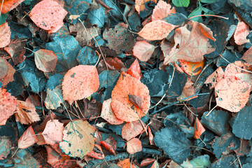 maple leaves in autumm season, leaves color fall background
