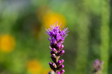 Dense Gayfeather with complimentary background