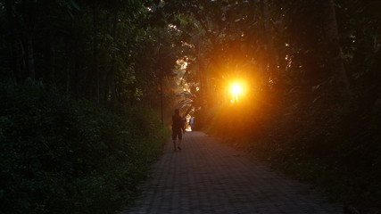 Obraz na płótnie Canvas sun rays in the dark forest