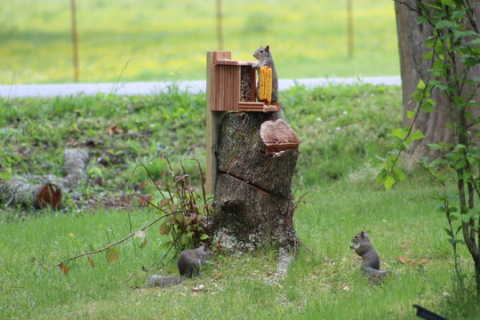 Multiple Squirrels Eating From Feeder