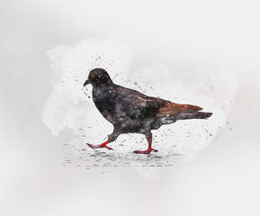Walking Pigeon Watercolor Painting