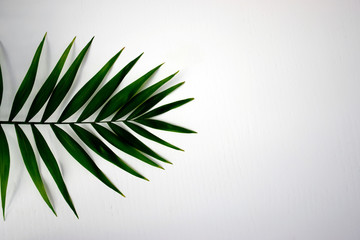 Beautiful green palm leaf isolated on white background for design elements, tropical leaf, summer background