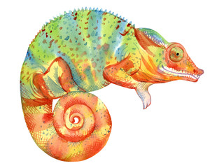 Watercolor painting of chameleon isolated on white background. Original stock illustration of lizard.