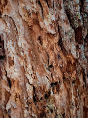 tree bark texture