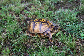 Turtle walking in grass