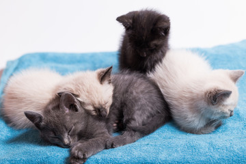A family of adorable funny little kittens on a white background. Sleepy well-fed kittens are gentle with each other and lazily play.