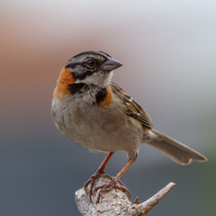 Rufous-collared Sparrow (Zonotrichia capensis) Individual observed in Cajicá Cundinamarca