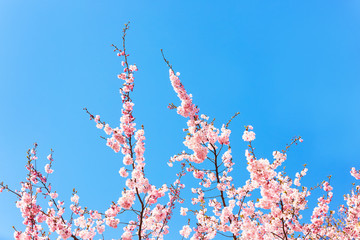 Pink Cherry blossom branch in bloom against blue sky. Spring concept. Copy space, selective focus