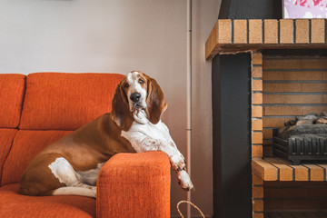 Dog resting bored indoors. Basset Hound sitting or lying on the couch in the living room funny with too much laziness big ears and droopy eyes