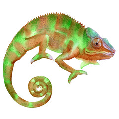 Watercolor painting of chameleon isolated on white background. Original stock illustration of lizard.