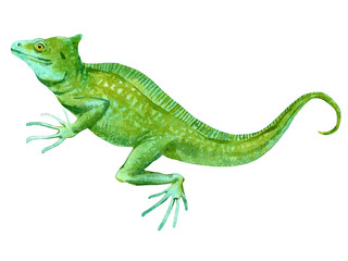 Watercolor painting of basilisk isolated on white background. Original stock illustration of lizard.