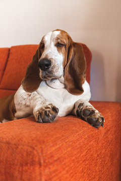 
142/5000
Dog resting bored indoors. basset sitting or lying on the couch in the living room funny with too much laziness big ears and droopy eyes