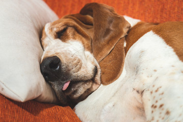 Obraz premium Fat dog resting deeply funny with tongue out and big ears. Sleeping white and brown Basset Hound on the couch
