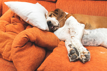 Fat dog resting deeply funny with tongue out and big ears. Sleeping white and brown Basset Hound on the couch