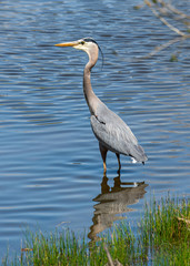 Blue heron standing in shallow water at edge of pond.