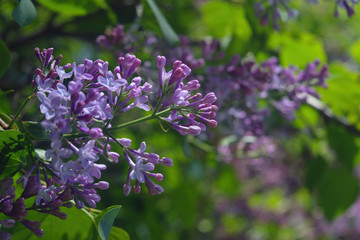 Branch with spring lilac flowers. Purple lilac flowers. Nature background.