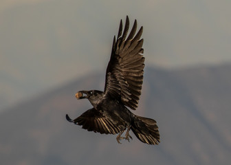 Raven With Rock