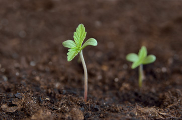 Young sprouts of hemp germinate in the ground. Growing Cannabis