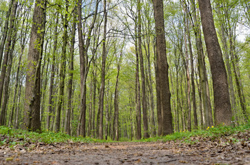 Forest path among tall, green trees in spring.
