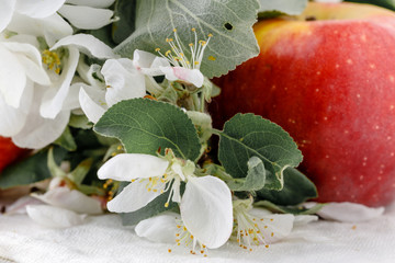 Red apples with flower on table