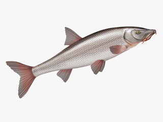 poisson, barbeau fluviatile , isolé, aliment, blanc, frais, animal, fruits de mer, pêche, brut, mer, ailette, argent, attraper, sain, fraîcheur, nature, eau douce, queue, mort, viande, repas, fleuve, 