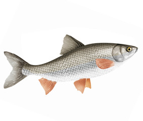 poisson, chevesne ,   isolé, aliment, blanc, frais, animal, fruits de mer, pêche, brut, mer, ailette, argent, attraper, sain, fraîcheur, nature, eau douce, queue, mort, viande, repas, fleuve, protéine