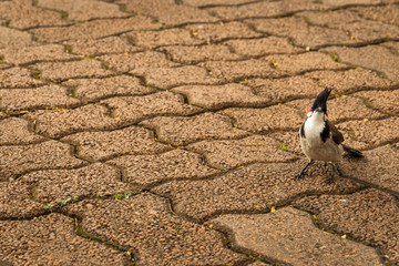 Red-whiskered bulbul spotted on the ground in Black River Gorges National Park. Mauritius, December...