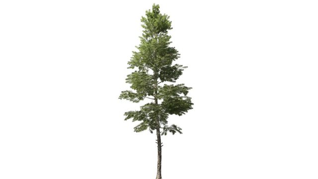 High quality 3d tree on the wind. Light direction from 8 o'clock. 16 bit ProRes 4444 (with Alpha channel, simple to use - just drag&drop. No need to use keying, luma etc...). Best for compositing