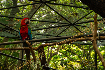 Obraz premium Red parrot (scarlet macaw) sitting on tree branch in Casela Park. Mauritius, 5/12/16.