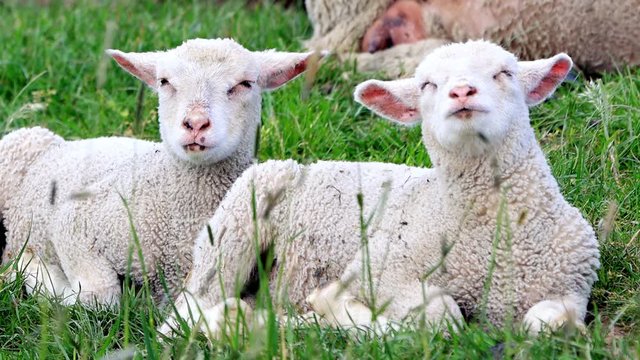 cute white lambs between grasses
