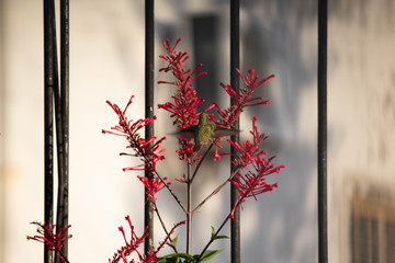 Hummingbird on Red flower