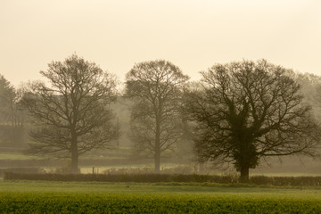 Fototapeta premium Early morning lit trees